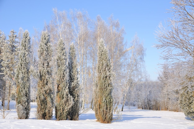 Winterpark im Schnee