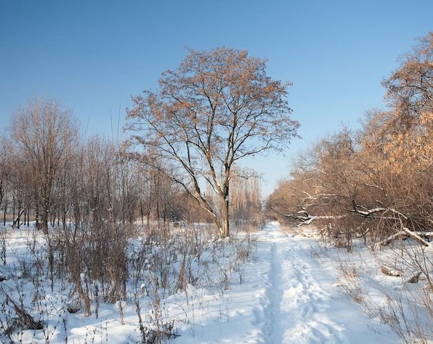 Winterpark im Schnee