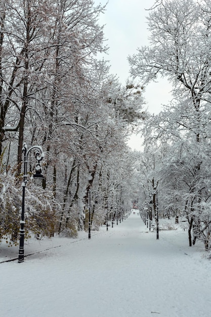 Winterpark in der Stadt Lemberg, Ukraine