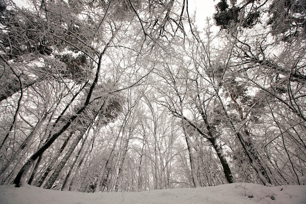 Winterpark mit Bäumen ohne Laub, der Wald ist in der Wintersaison bei Frösten mit Schnee bedeckt