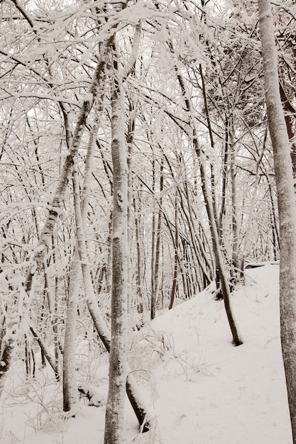 Winterpark mit Bäumen ohne Laub