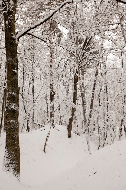 Winterpark mit Bäumen ohne Laub