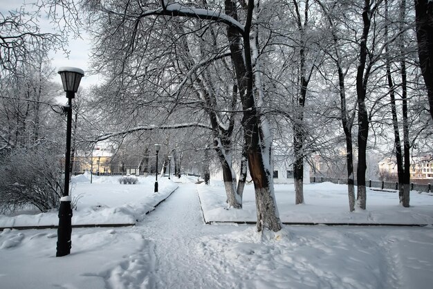 Winterpark Zweig der Pflanze mit Schnee bedeckt