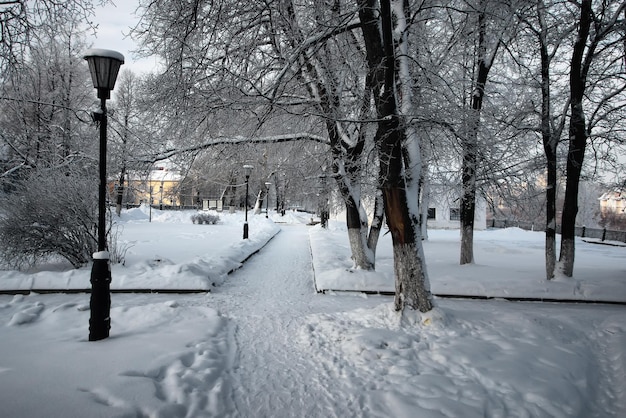 Winterpark Zweig der Pflanze mit Schnee bedeckt