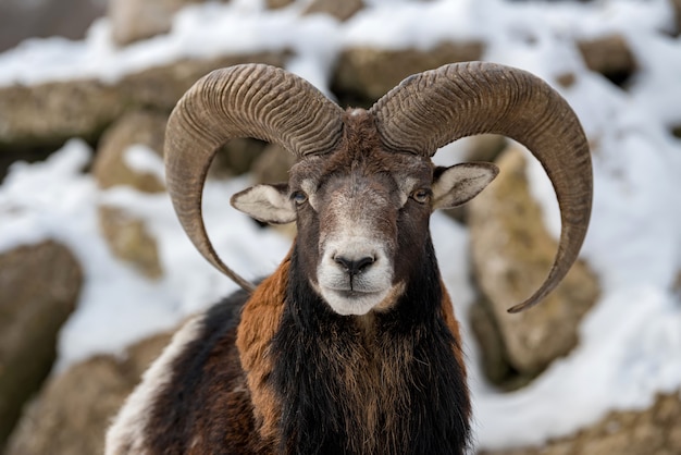 Winterporträt des großen Mufflontieres. Mufflon, Ovis orientalis, Waldhorn-Tier im Naturlebensraum