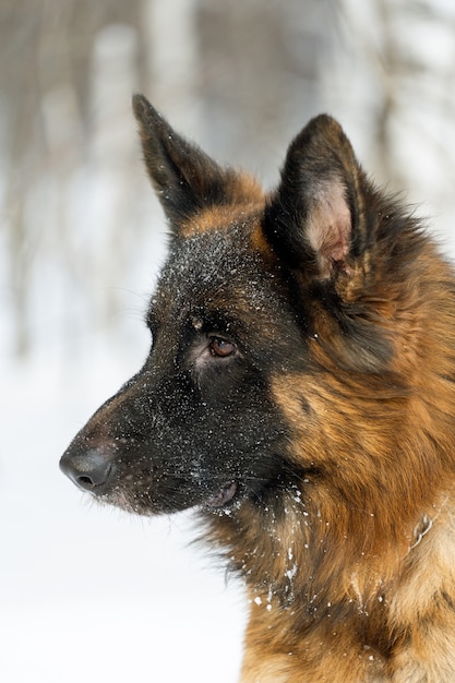 Winterporträt einer deutschen Schäferhundnahaufnahme