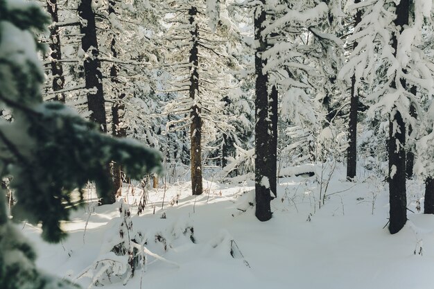 Winterreife und schneebedeckte Tannen am Berghang.