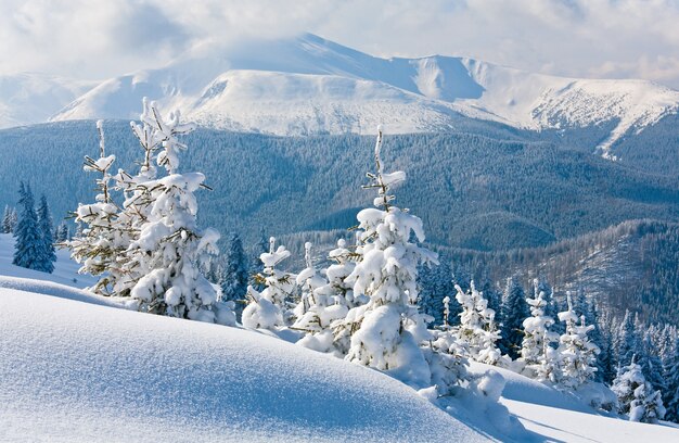 Winterreife und schneebedeckte Tannen am Berghang