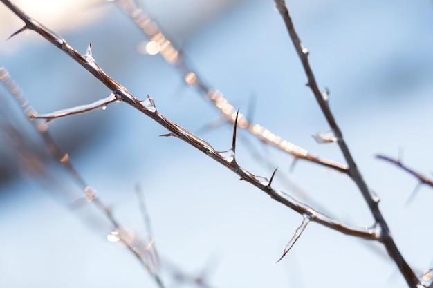 Wintersaison auf dem Feld Nahaufnahme von Details des Feldgrases im winterA-Schilfzweig, der mit Eis bedeckt ist