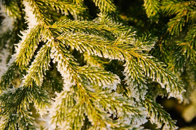 Wintersaison Ein immergrüner Weihnachtsbaum, dessen Hauptzweige mit weißem Schnee bedeckt sind Schönheit liegt in der Natur Natürlicher Hintergrund und Textur