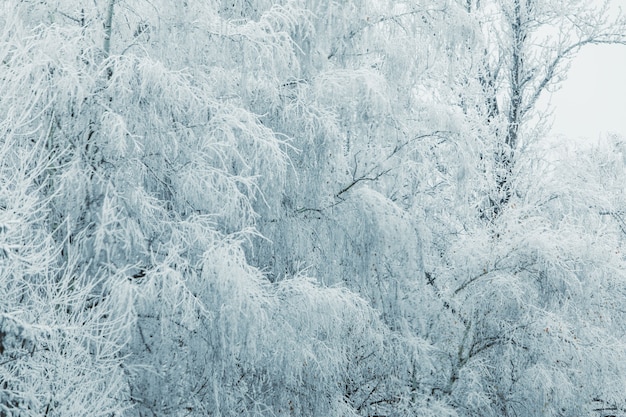 Wintersaison gefrorene weiße Bäume kopieren Raum