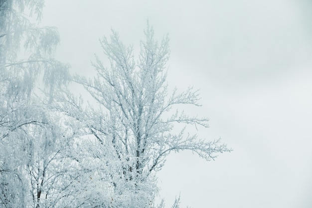 Wintersaison gefrorene weiße Bäume kopieren Raum