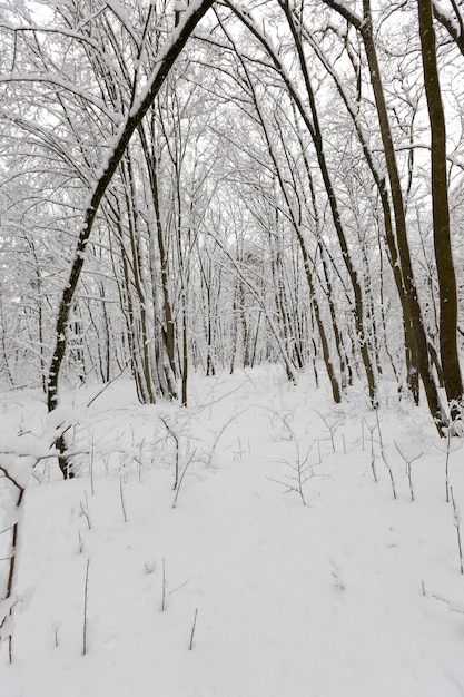 Wintersaison im wald oder im park mit kahlen bäumen, laubbäume ohne laub im schnee nach schneestürmen und schneefällen