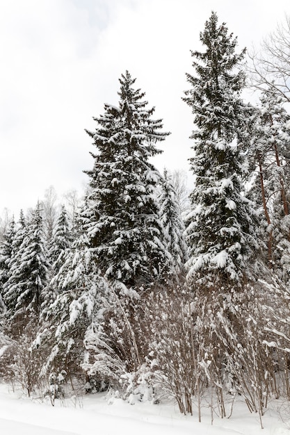 Wintersaison im Wald