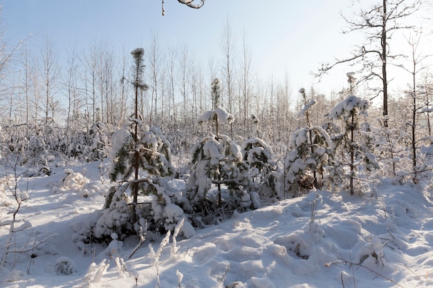 Wintersaison mit Schnee im Park oder Wald, kaltes Winterwetter im Park oder Wald bei Frösten, Laubbäume ohne Blätter in der Wintersaison