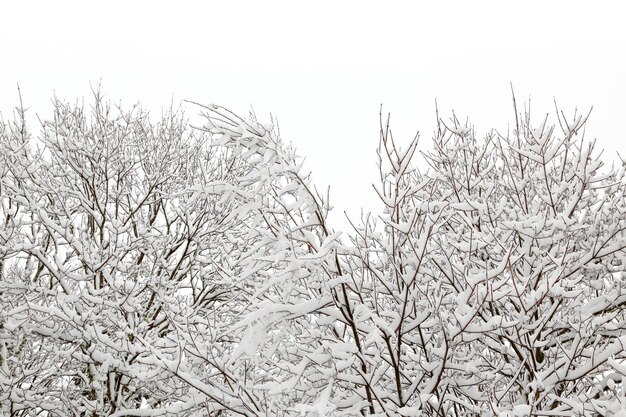 Wintersaisonale schneebedeckte Bäume isoliert