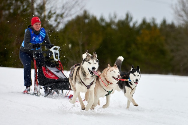 Winterschlittenhunde, die in den Bergen rennen