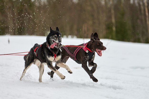 Winterschlittenhunde, die in den Bergen rennen