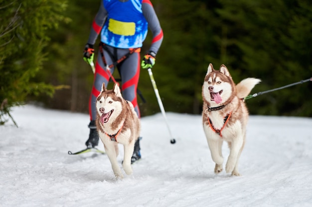 Winterschlittenhunde, die in den Bergen rennen