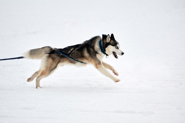 Winterschlittenhunderennen in den Bergen