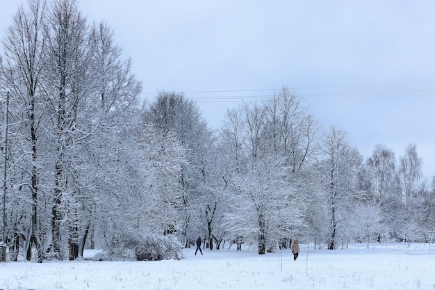 Winterschnee auf Baum PARK