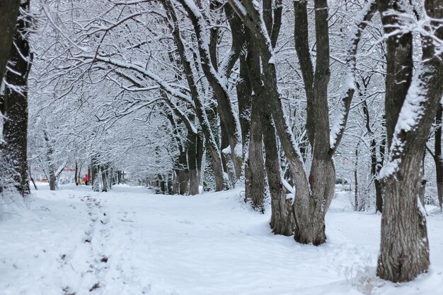 Winterschnee auf dem Baum PARK