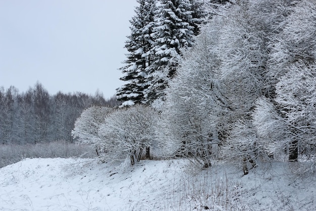 Winterschnee auf Tannenbaum