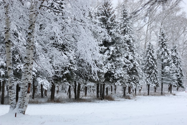 Winterschnee auf Tannenzweig