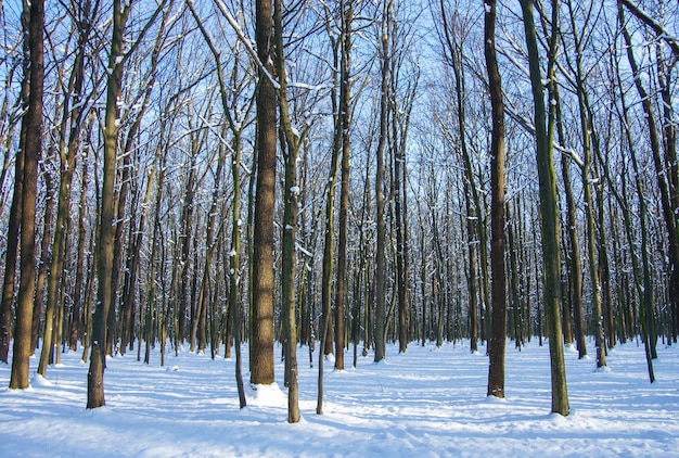 Winterschnee bedeckte Bäume Hintergrund