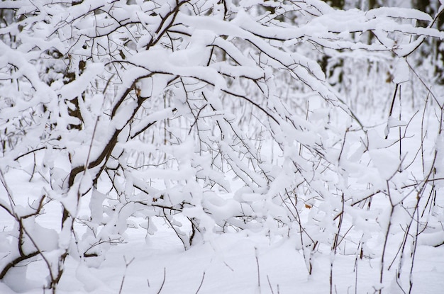 Winterschnee bedeckte Bäume Hintergrund