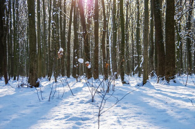 Winterschnee bedeckte Bäume Hintergrund