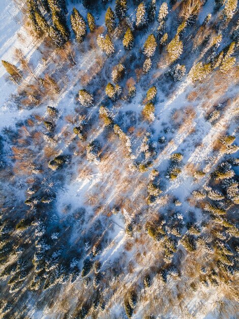 Winterschneebedeckte Fichten-Kiefern von oben nach unten abstrakte Drone-Ansicht natürliches Muster