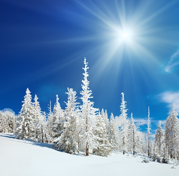 Winterschneebedeckte Tannenbäume am Berghang am blauen Himmel mit Sonnenscheinhintergrund