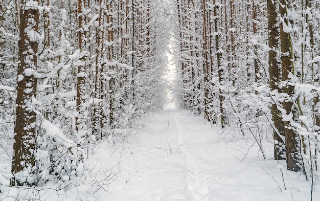 Winterschneebedeckter Weg durch den Wald nach einem Schneefall