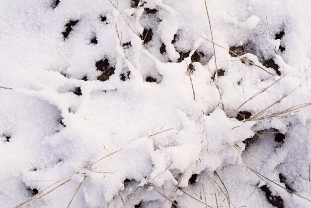 Winterschneeverwehungen aus weißem, strahlendem Schnee und einem alten Trockengras für abstrakte Naturhintergründe