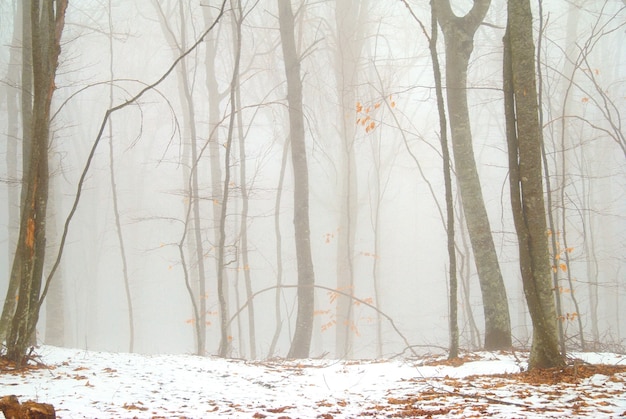 Winterschneewald im dichten Nebel