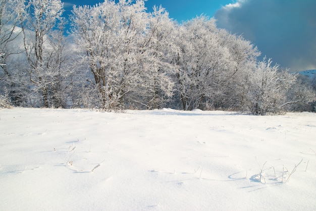 Winterschneewald mit Bäumen im Schnee