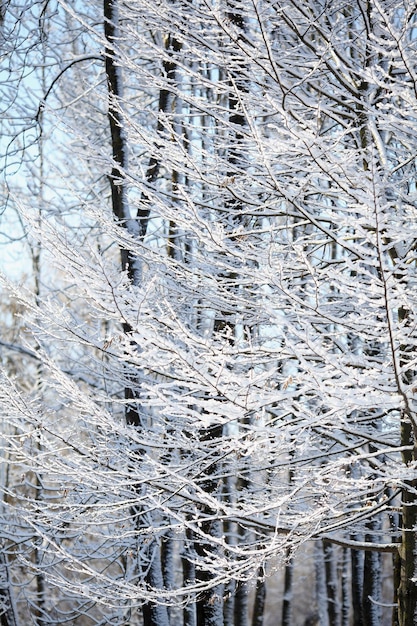 Winterschneezweige des Baums