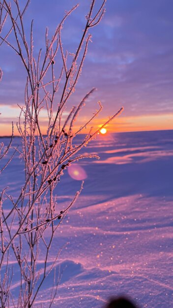 Foto wintersonnenuntergang auf einem feld vor dem hintergrund von gefrorenem weizen