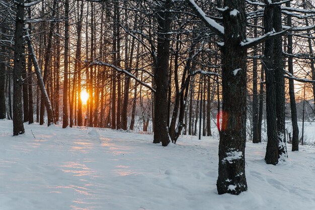 Foto wintersonnenuntergang im wald