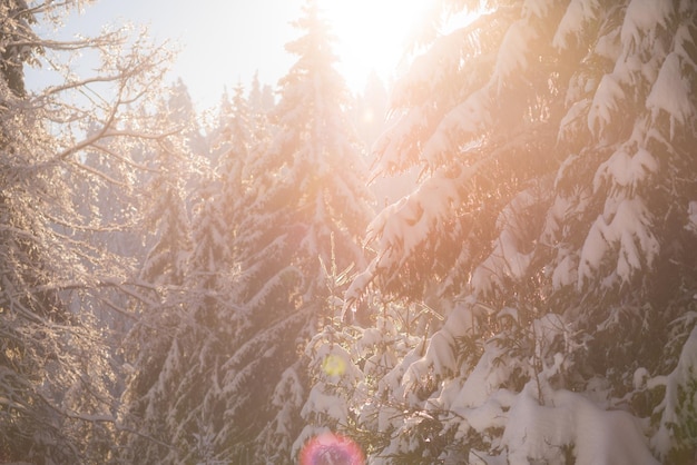 wintersonnenuntergang, kiefernwaldhintergrund mit frischem schnee bedeckt