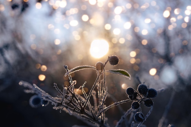 Wintersonnenwende im verschneiten Wald oder im Park Naturszene Wintersonnenwende funkelnder Schnee im Schnee