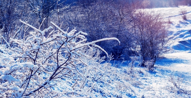 Wintersonniger Tag mit schneebedeckten Büschen und Bäumen