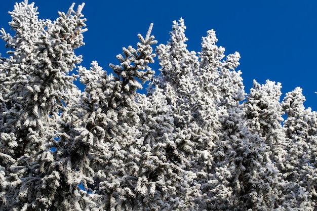 Winterspitzenfichte im Schneewinterwald