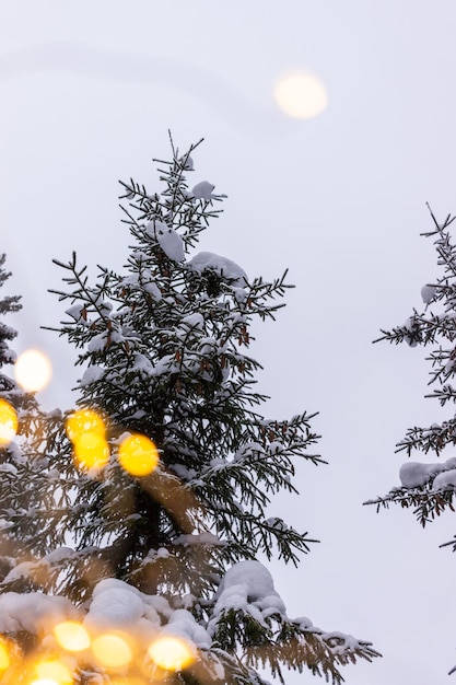 Foto winterstillleben mit weihnachtsbäumen im schnee