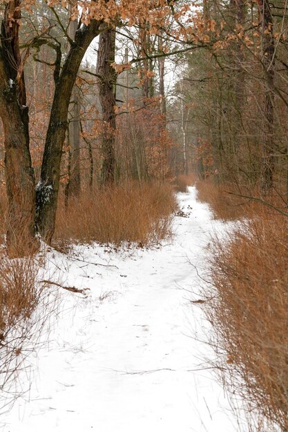 Winterstraße durch einen schneebedeckten Wald