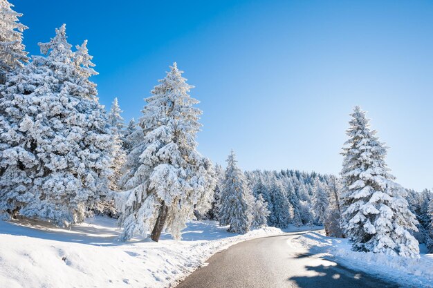 Winterstraße mit schneebedeckten Bäumen. Schöne Winterlandschaft am sonnigen Tag