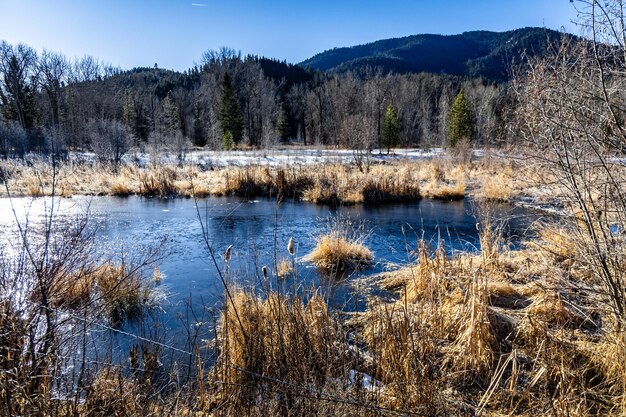 Foto winterszene eines biberteiches im westen montanas