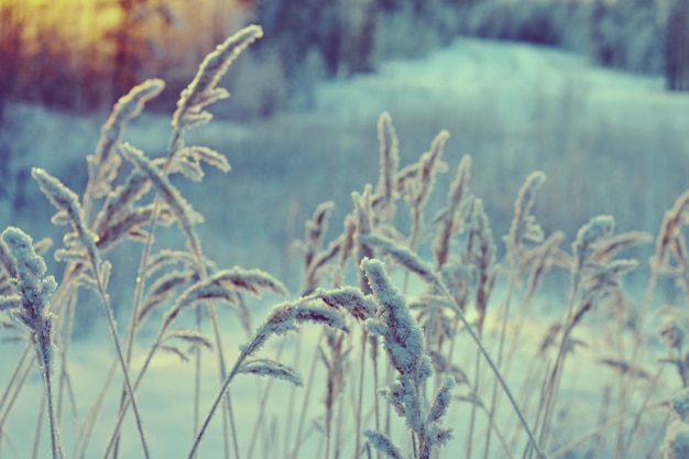 Winterszene. Gefrorene Blume. Kiefernwald und Sonnenuntergang