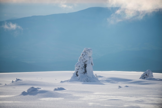 Winterszene. Winterweihnachtswald mit fallendem Schnee und Bäumen.